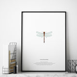 Póster leucorrhinia dubia