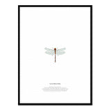Póster leucorrhinia dubia