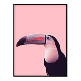 Póster pelícano rosa
